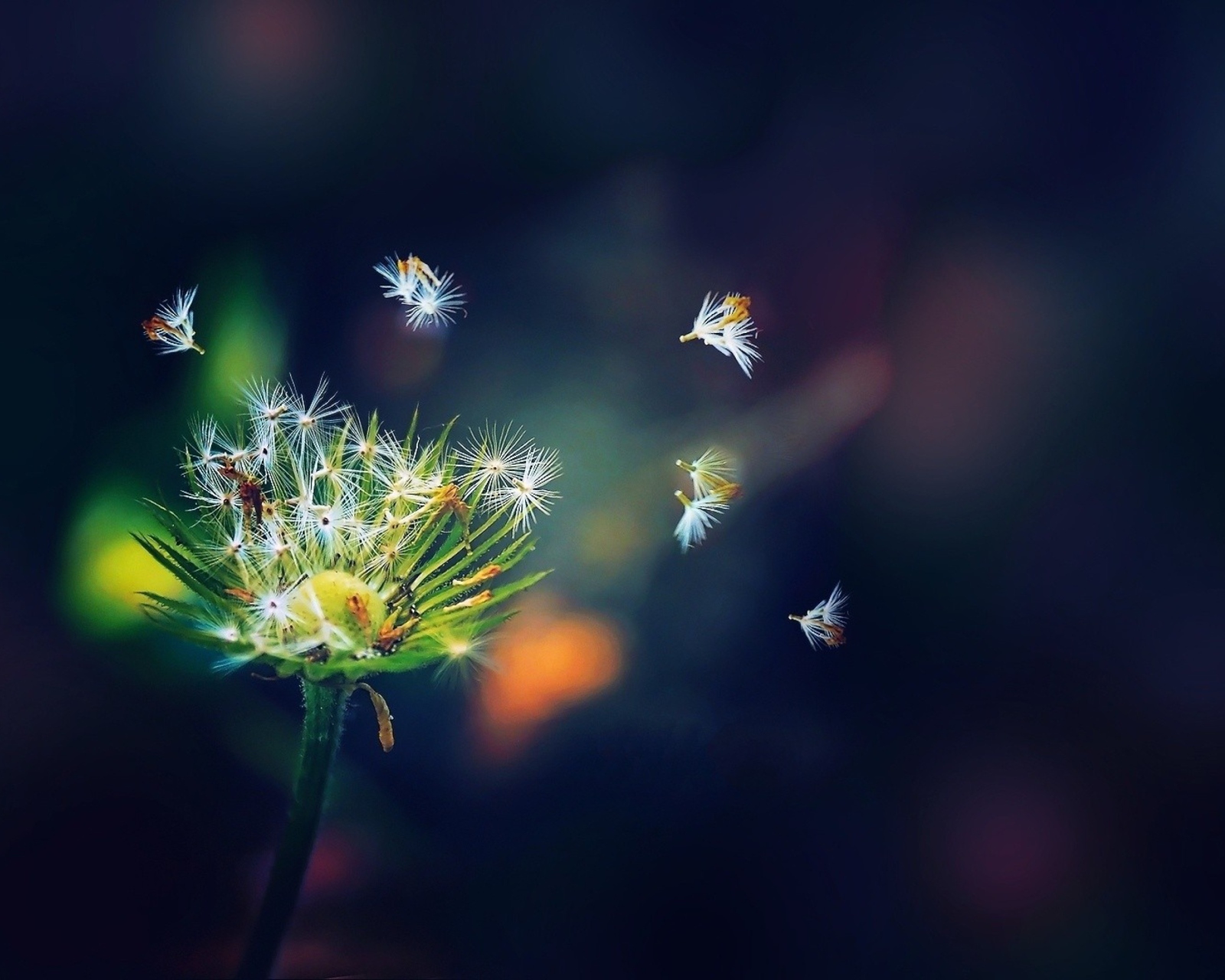 Dandelion Seeds Macro screenshot #1 1600x1280