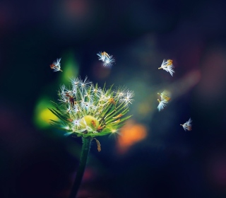 Dandelion Seeds Macro sfondi gratuiti per iPad Air