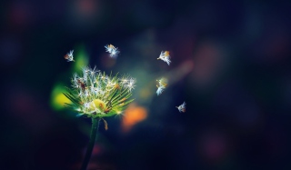 Dandelion Seeds Macro Background for Android, iPhone and iPad