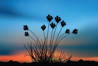 Flowers Silhouette - Obrázkek zdarma pro 480x320