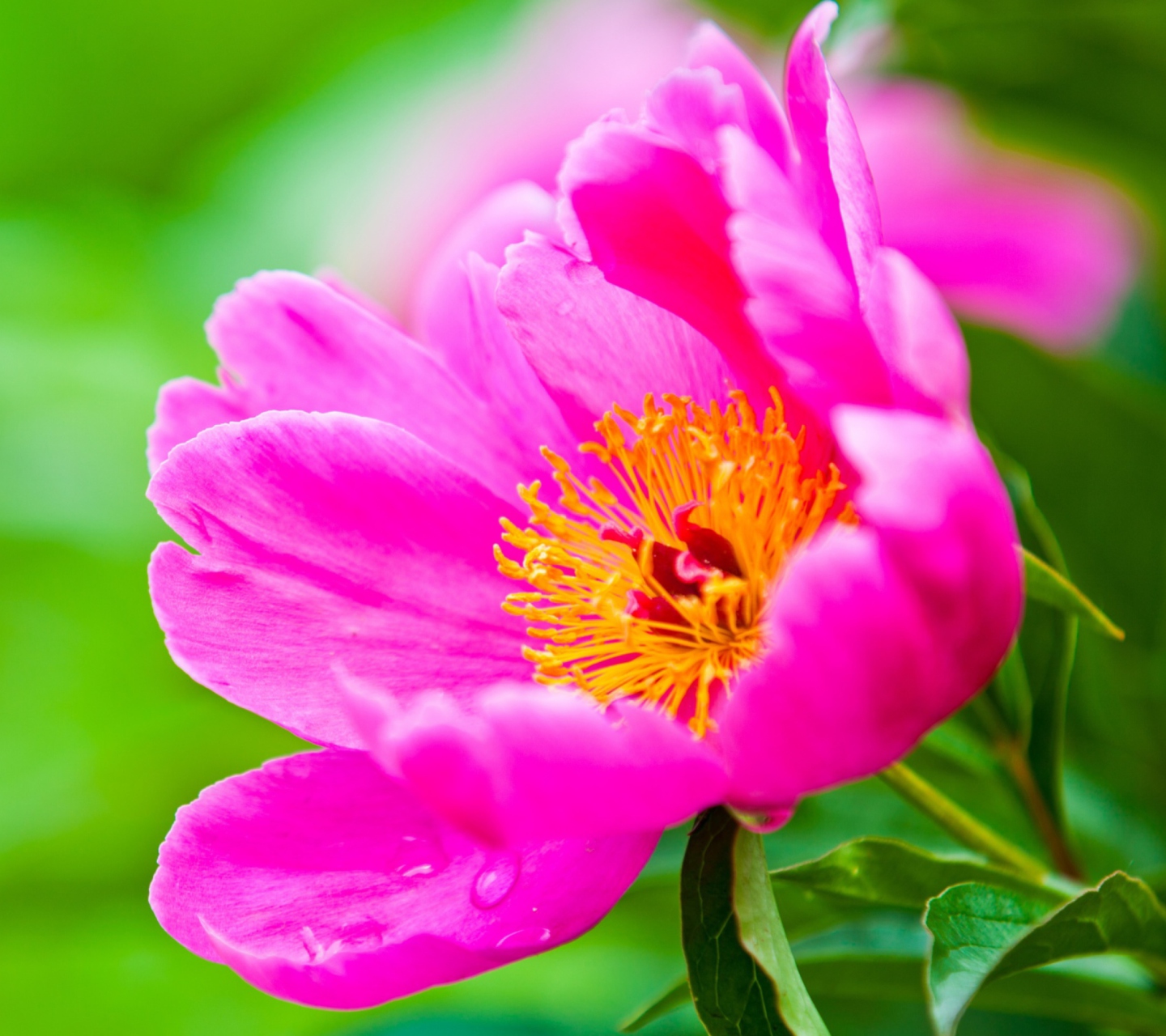 Fondo de pantalla Bright Pink Flower 1440x1280