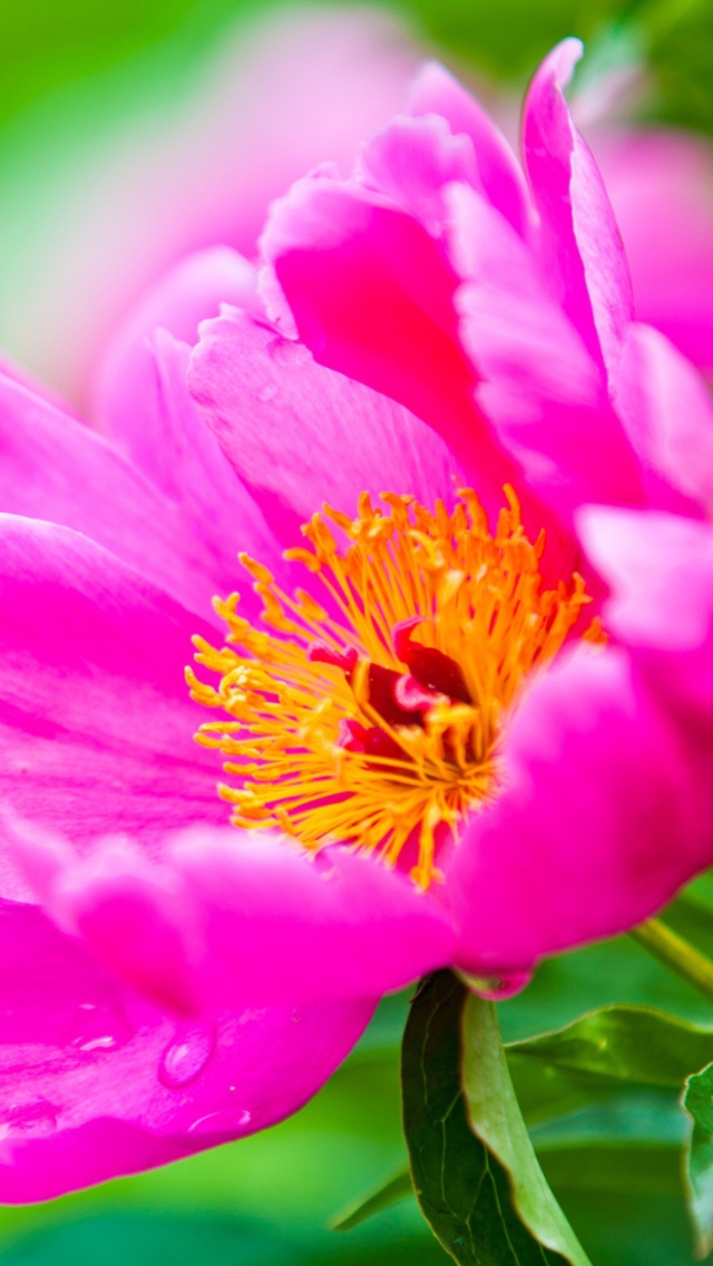 Screenshot №1 pro téma Bright Pink Flower 640x1136