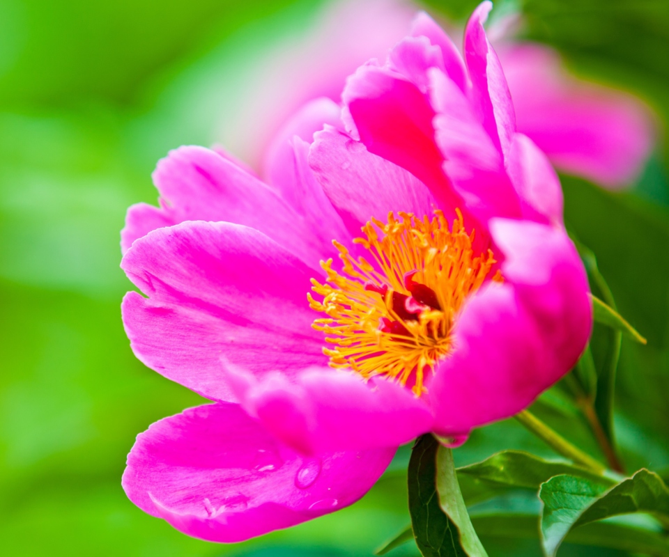 Fondo de pantalla Bright Pink Flower 960x800