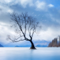 Sfondi Lonely Tree At Blue Landscape 208x208