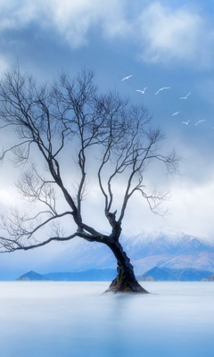 Screenshot №1 pro téma Lonely Tree At Blue Landscape 240x400