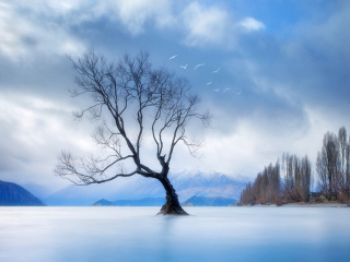Das Lonely Tree At Blue Landscape Wallpaper 320x240