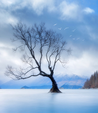 Lonely Tree At Blue Landscape - Obrázkek zdarma pro 132x176