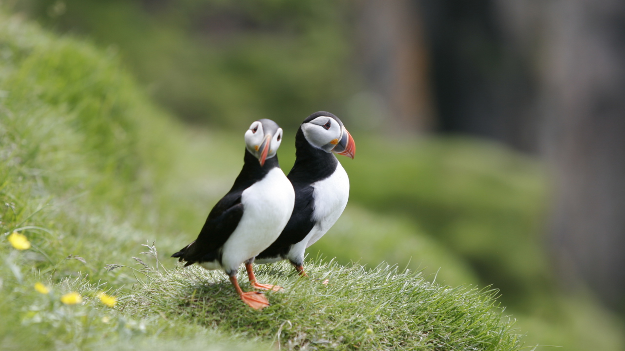 Screenshot №1 pro téma Couple Of Puffins 1280x720