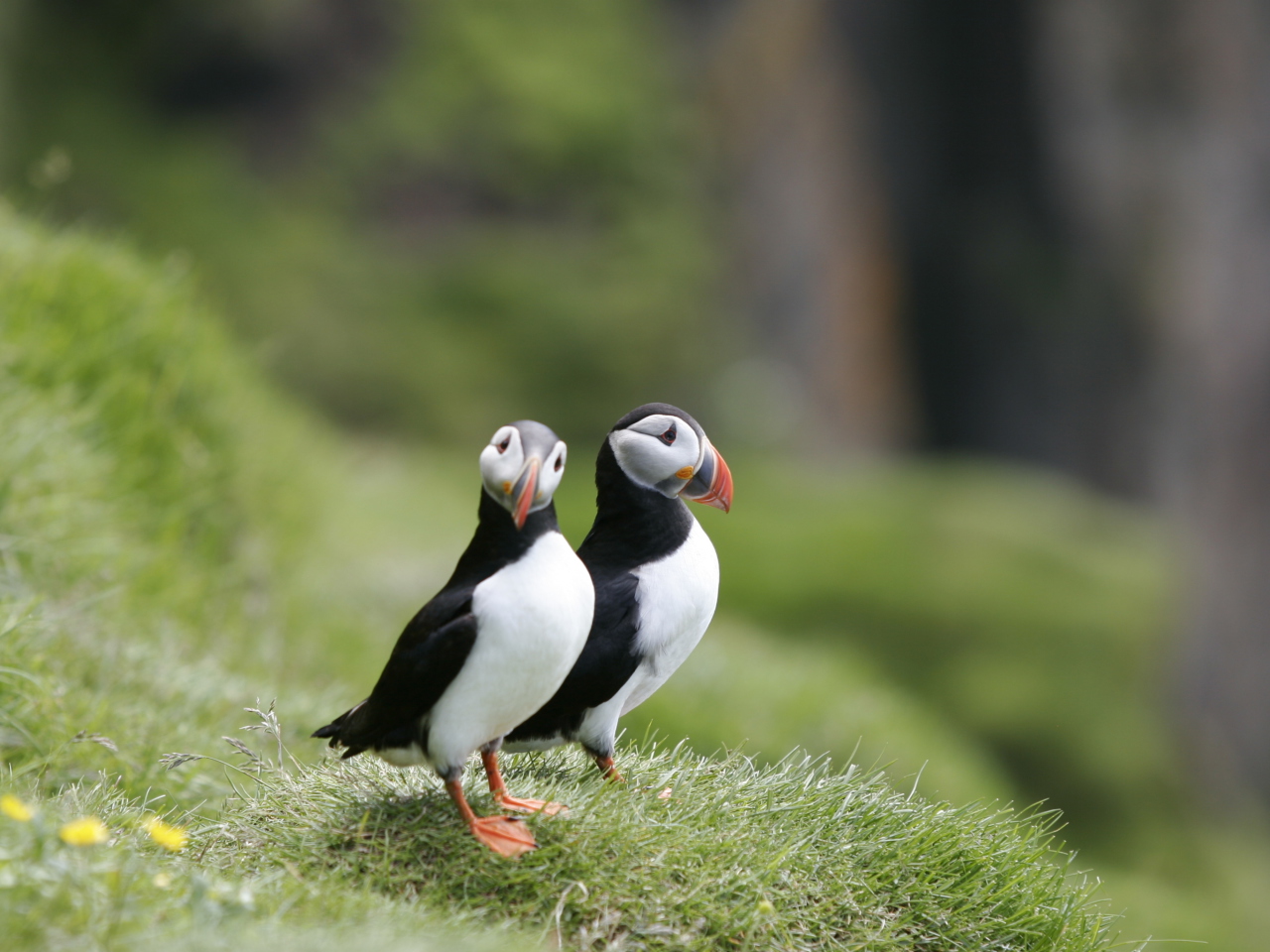 Couple Of Puffins wallpaper 1280x960