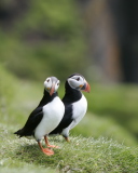 Screenshot №1 pro téma Couple Of Puffins 128x160