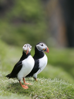 Screenshot №1 pro téma Couple Of Puffins 240x320