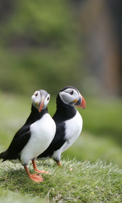 Das Couple Of Puffins Wallpaper 240x400