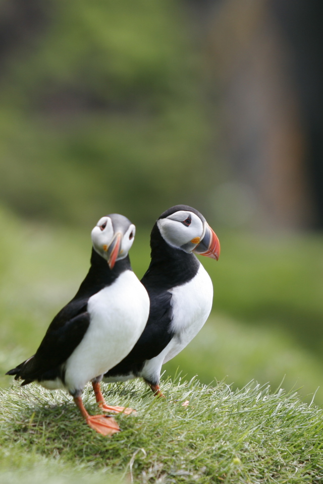 Das Couple Of Puffins Wallpaper 640x960