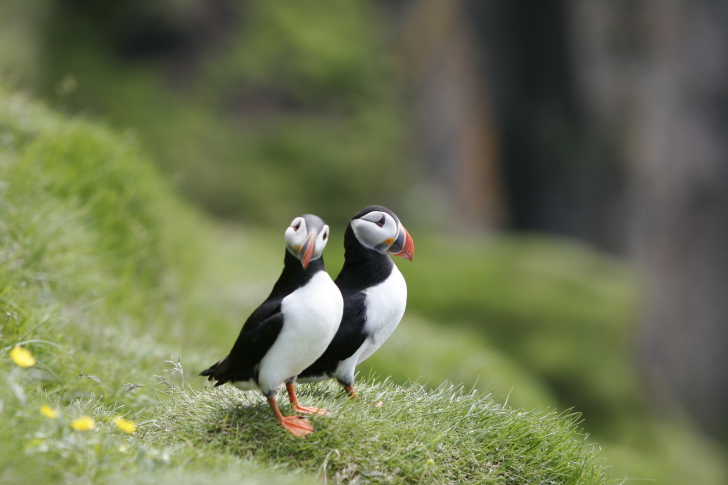 Couple Of Puffins wallpaper