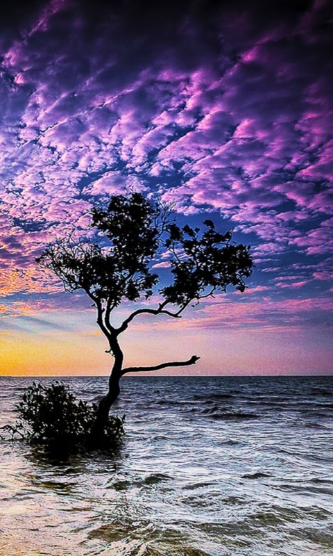 Magnificent Sunset On Sea wallpaper 480x800