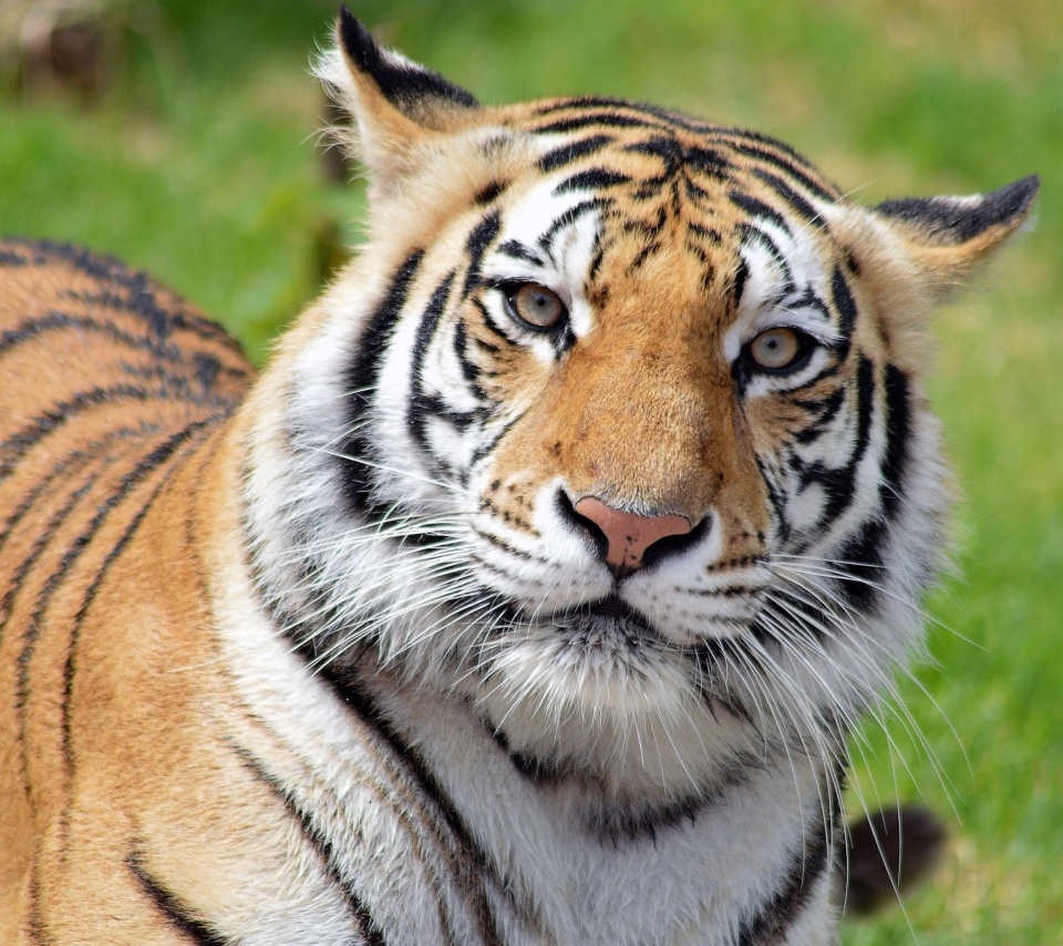 Malayan tiger screenshot #1 960x854