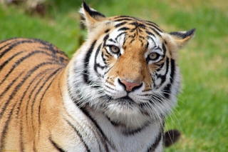 Malayan tiger Picture for Android, iPhone and iPad