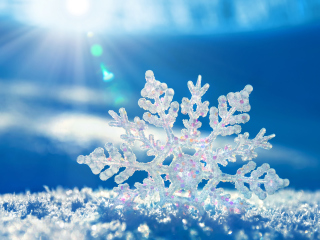 Snowflake In Sunlight wallpaper 320x240