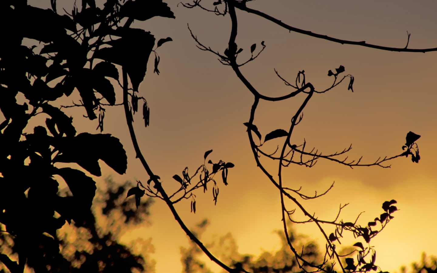 Dark Tree wallpaper 1440x900