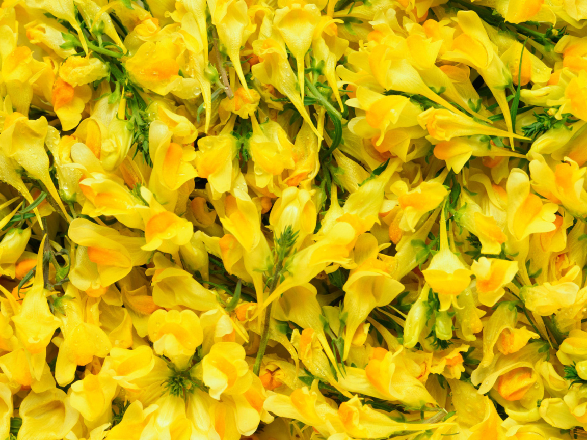 Das Yellow Flowers Wallpaper 1152x864