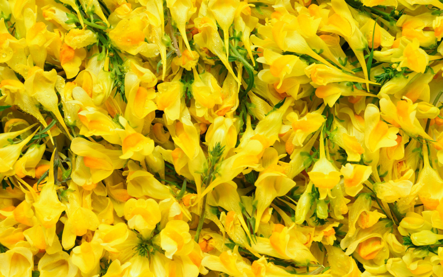 Yellow Flowers wallpaper 1440x900