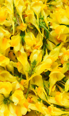 Обои Yellow Flowers 240x400