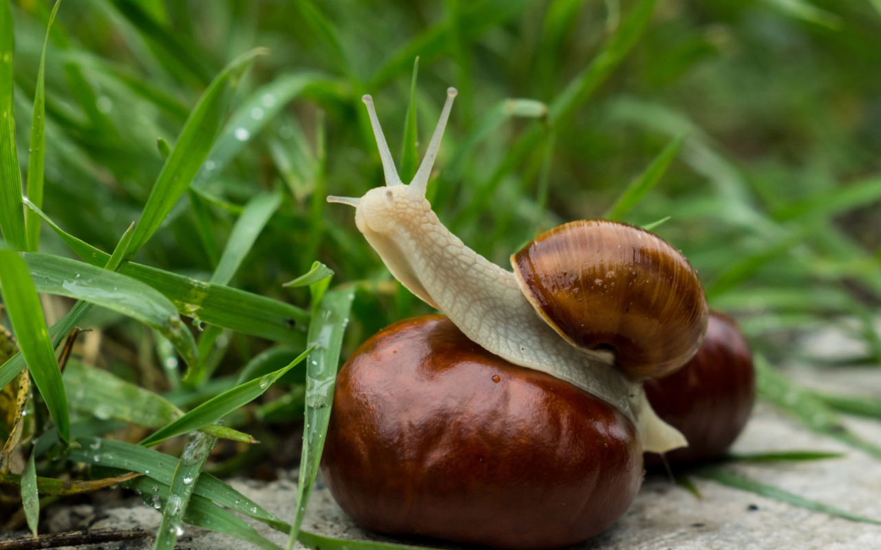 Screenshot №1 pro téma Snail In Grass 1280x800