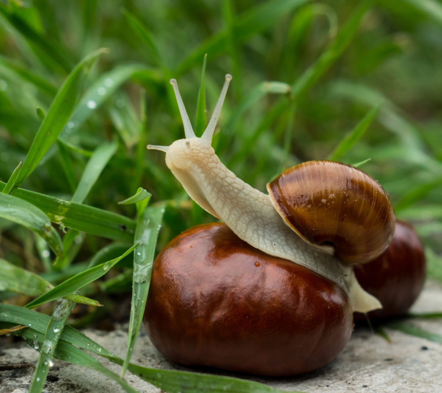 Das Snail In Grass Wallpaper 1440x1280