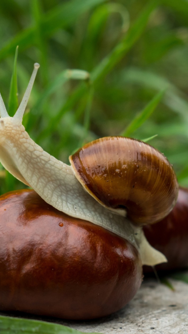 Snail In Grass wallpaper 640x1136