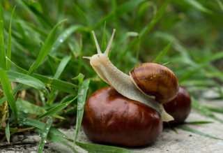 Snail In Grass - Obrázkek zdarma 