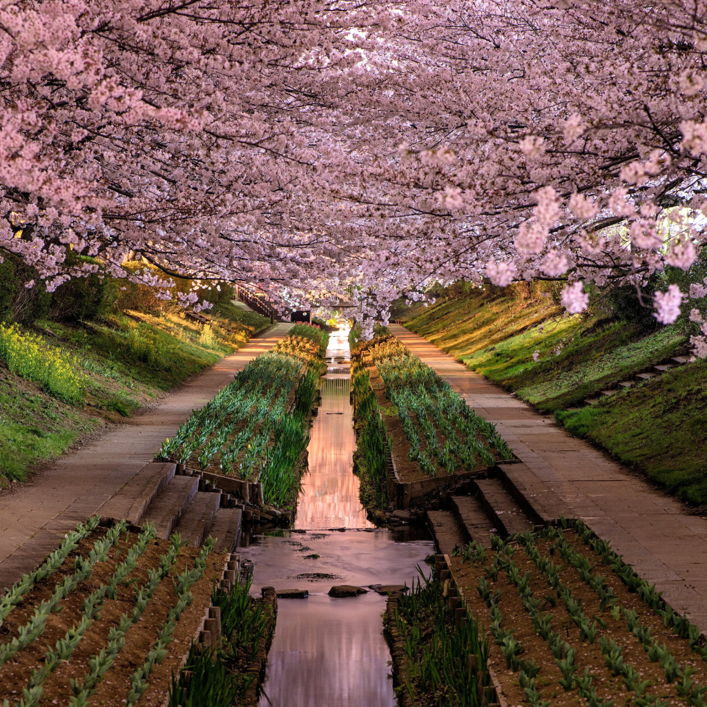 Fondo de pantalla Wisteria Flower Tunnel in Japan 1024x1024