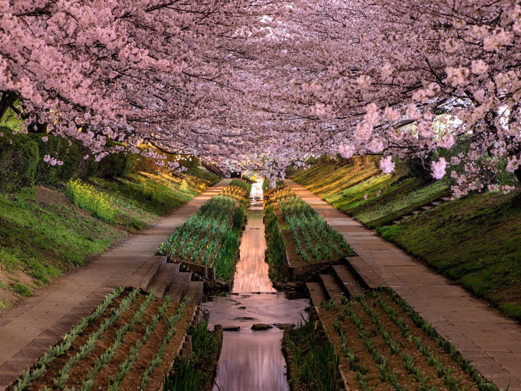 Screenshot №1 pro téma Wisteria Flower Tunnel in Japan 1024x768