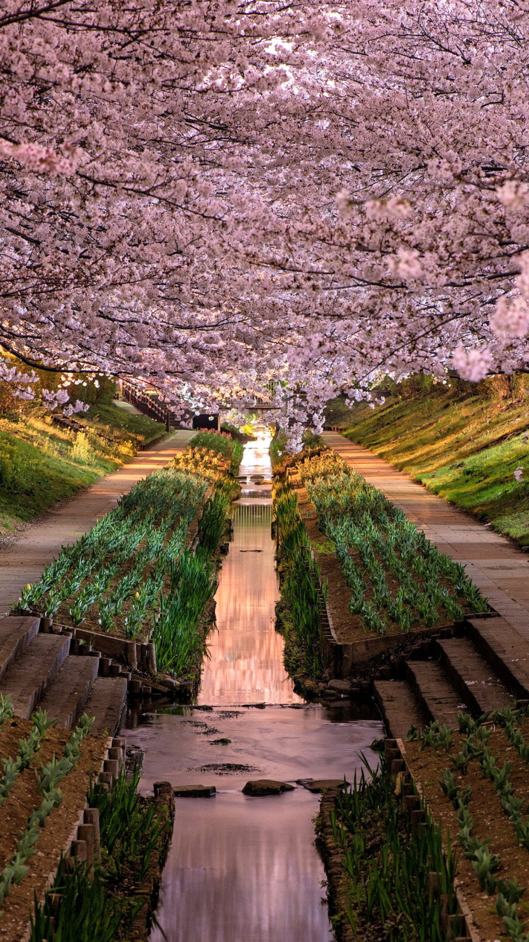 Sfondi Wisteria Flower Tunnel in Japan 1080x1920