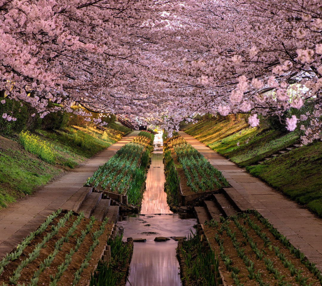 Wisteria Flower Tunnel in Japan wallpaper 1080x960