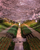 Wisteria Flower Tunnel in Japan wallpaper 128x160
