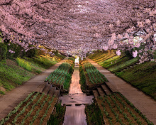 Fondo de pantalla Wisteria Flower Tunnel in Japan 220x176