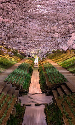 Обои Wisteria Flower Tunnel in Japan 240x400