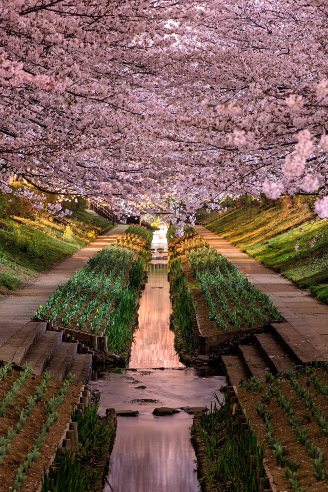 Sfondi Wisteria Flower Tunnel in Japan 640x960