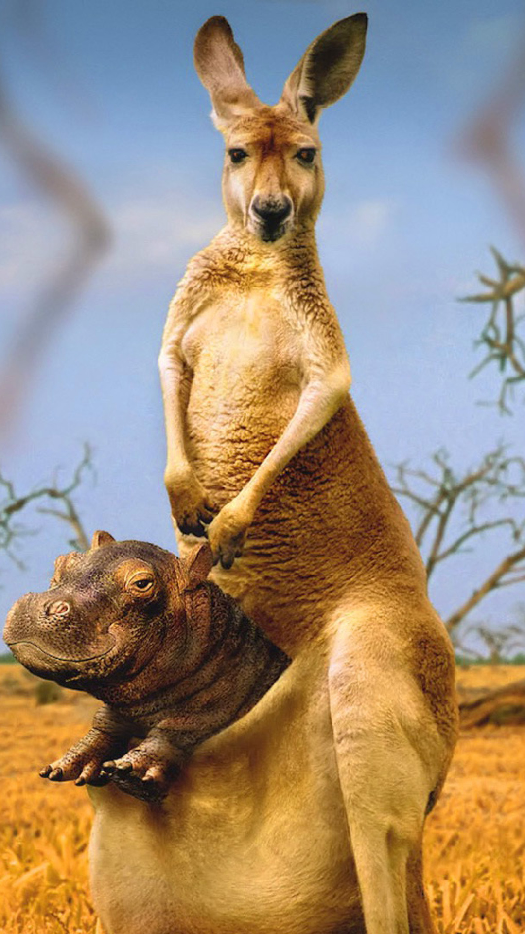 Kangaroo and Hippopotamus wallpaper 1080x1920