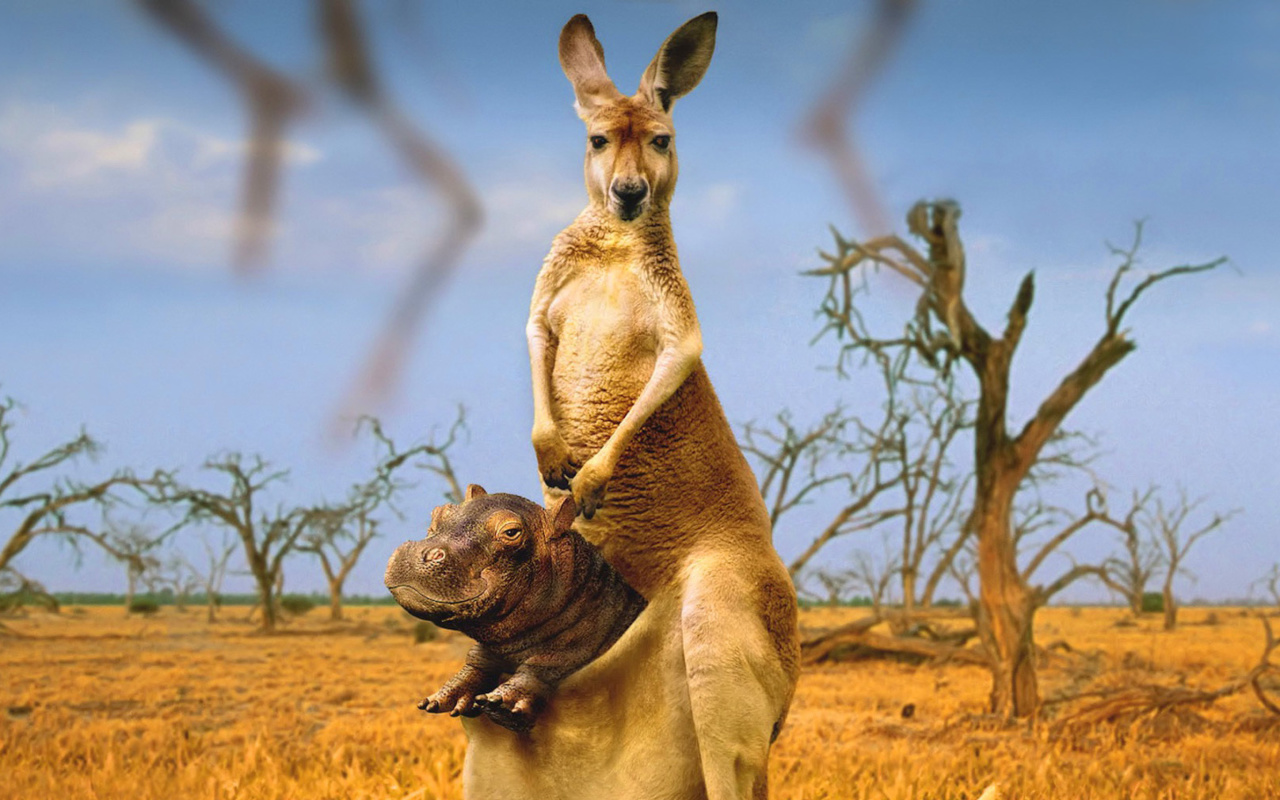 Kangaroo and Hippopotamus wallpaper 1280x800