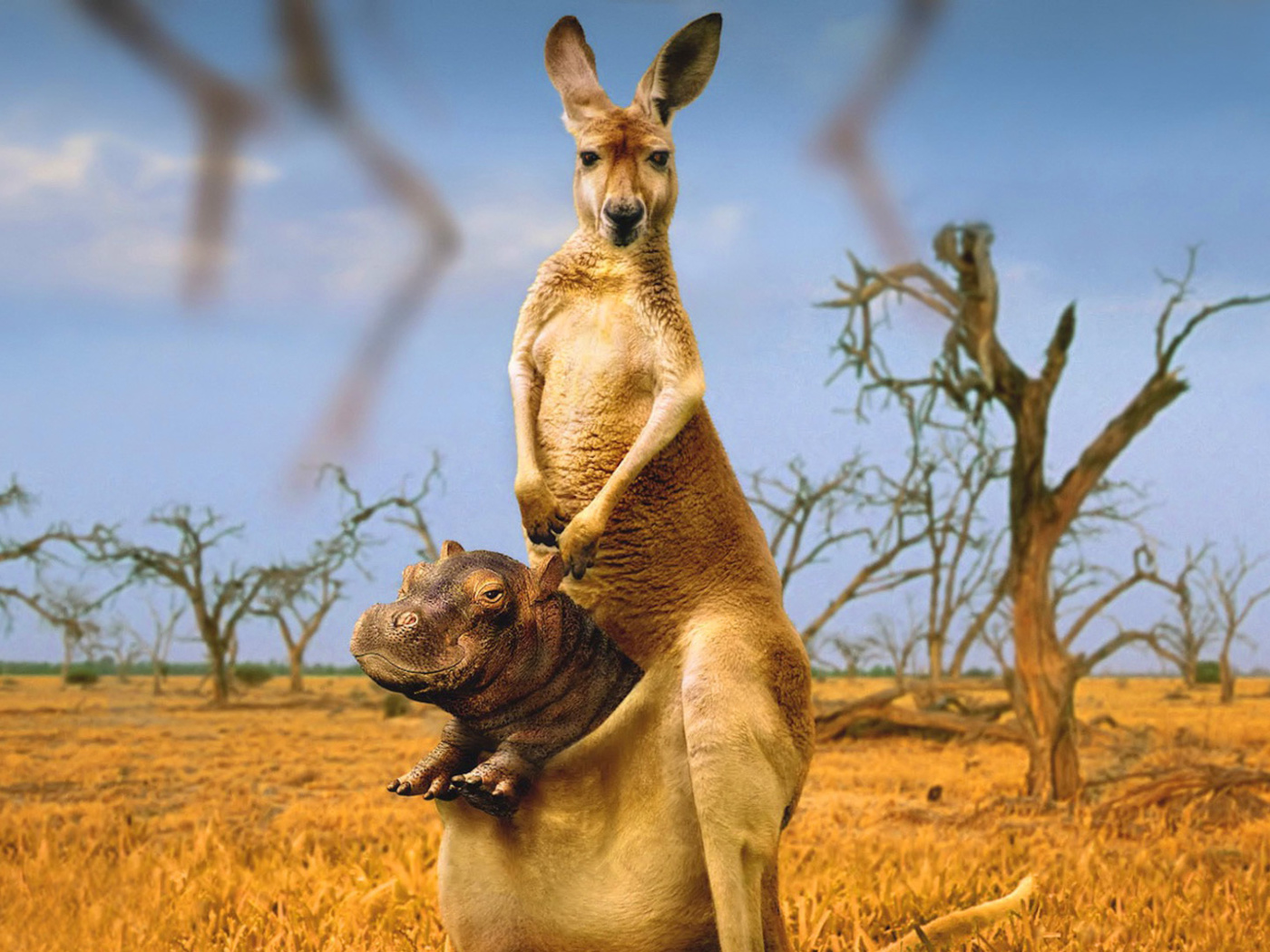 Kangaroo and Hippopotamus wallpaper 1400x1050