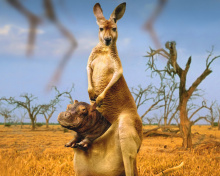 Kangaroo and Hippopotamus screenshot #1 220x176