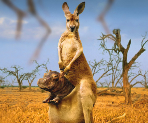 Das Kangaroo and Hippopotamus Wallpaper 480x400