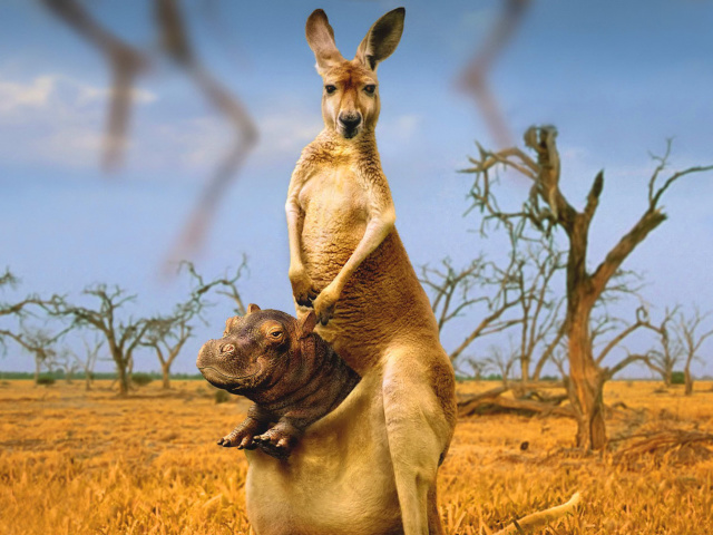 Fondo de pantalla Kangaroo and Hippopotamus 640x480