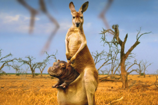 Kangaroo and Hippopotamus Wallpaper for Android, iPhone and iPad