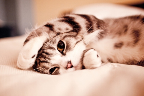 Funny Lazy Cat wallpaper 480x320