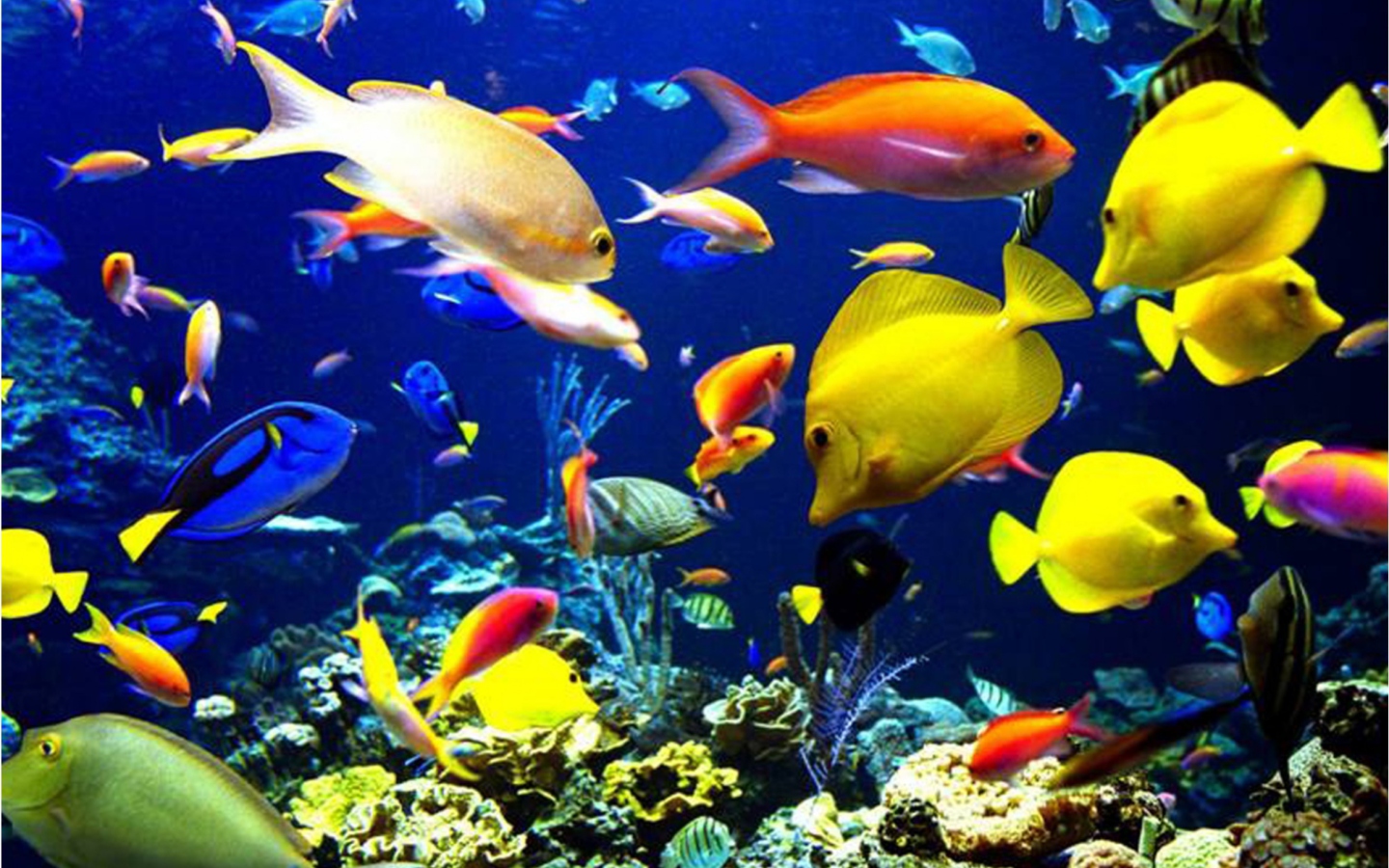 Colorful Fishes wallpaper 1440x900