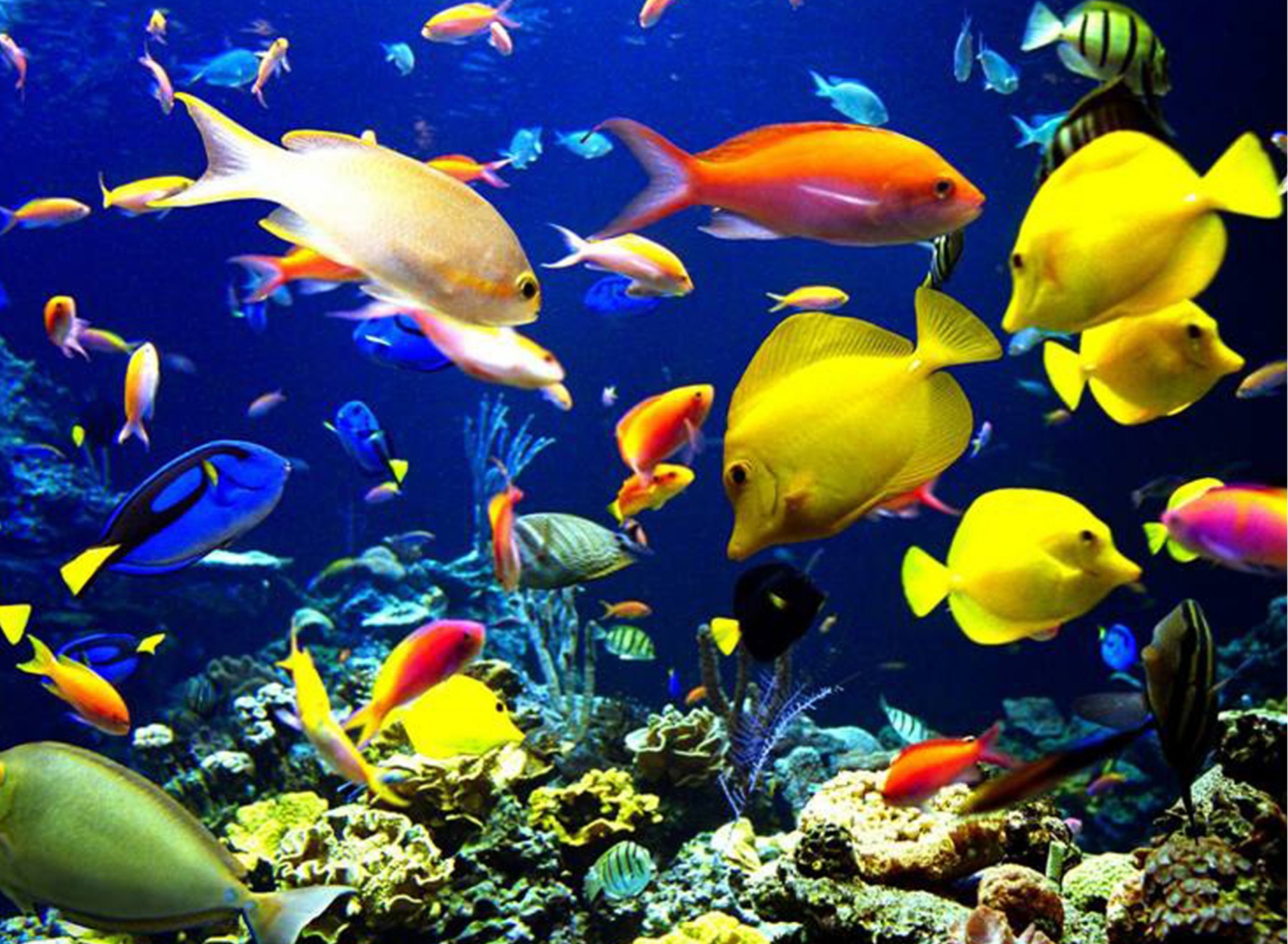 Screenshot №1 pro téma Colorful Fishes 1920x1408