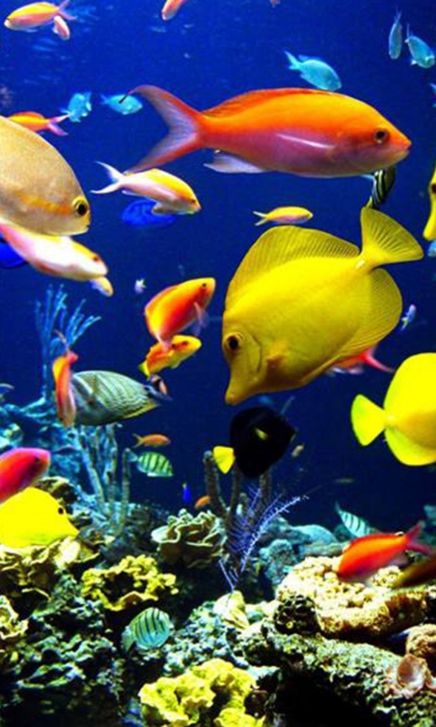 Colorful Fishes wallpaper 480x800