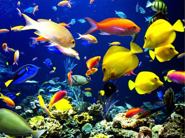 Das Colorful Fishes Wallpaper 640x480